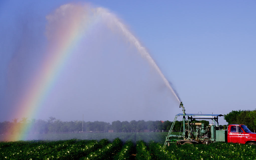 Get Your Nutrients Through the Rainbow