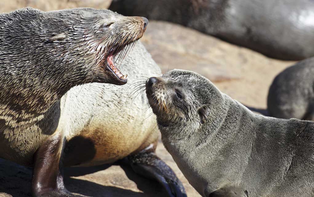 Kiss Bad Breath Goodbye