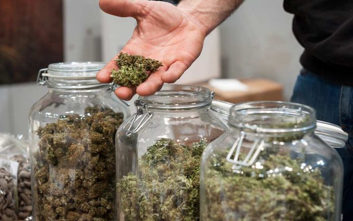 Active-Chemical-in-Marijuana-May-Treat-Alzheimers