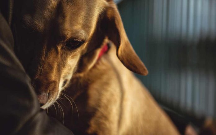 Are-You-Stressing-Your-Dog-Out