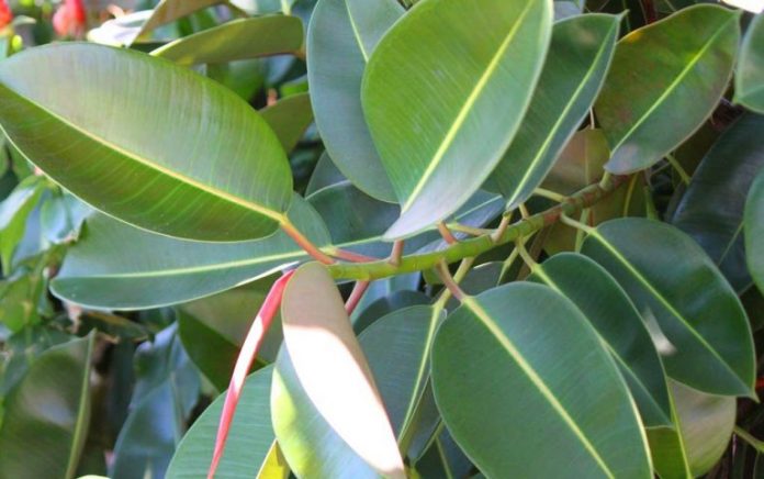 These-Specific-Houseplants-Clean-Your-Air-of-Cancer-Causing-Toxins-768x481