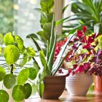 5 Benefits of More Plants in Your Home