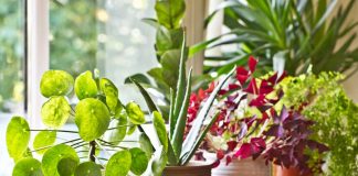 5 Benefits of More Plants in Your Home