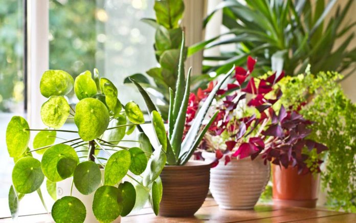 5 Benefits of More Plants in Your Home