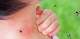Mosquitos-How-to-Make-Them-Buzz-Off-2