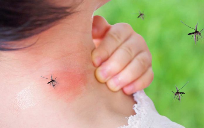 Mosquitos-How-to-Make-Them-Buzz-Off-2