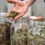 How Marijuana Can Treat Alzheimer’s