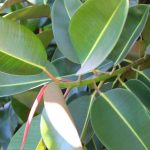 Airborne Toxins Removed by These 5 Amazing Houseplants